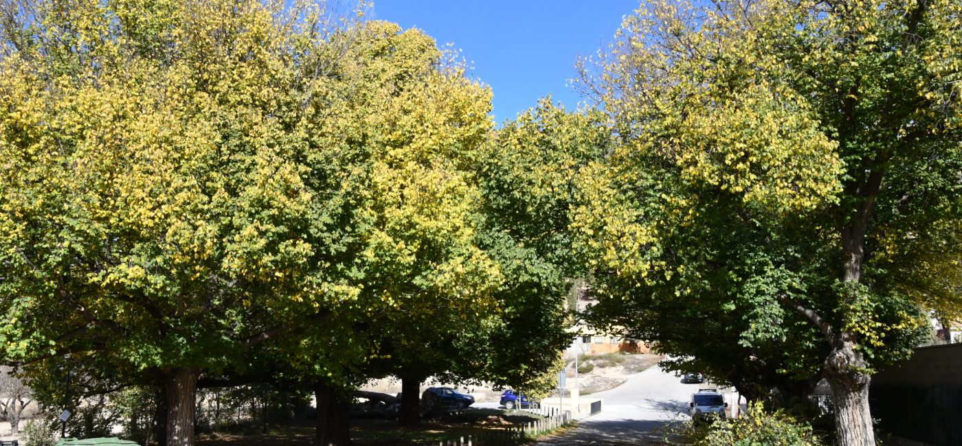 02-12-2025 VISITA OLMEDA ENCEBRAS (6)