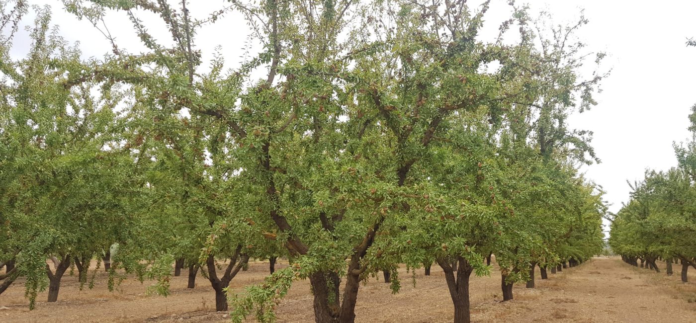 ALMENDROS (4)