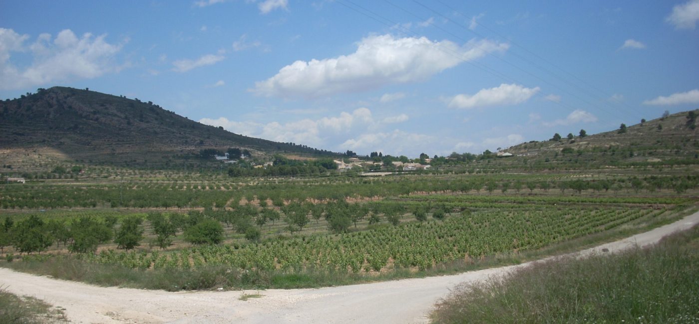 ENCEBRAS (15)