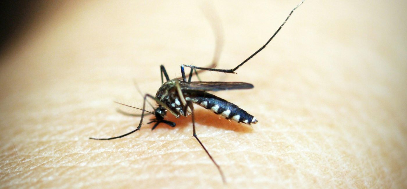 Black Mosquito on Person's Skin